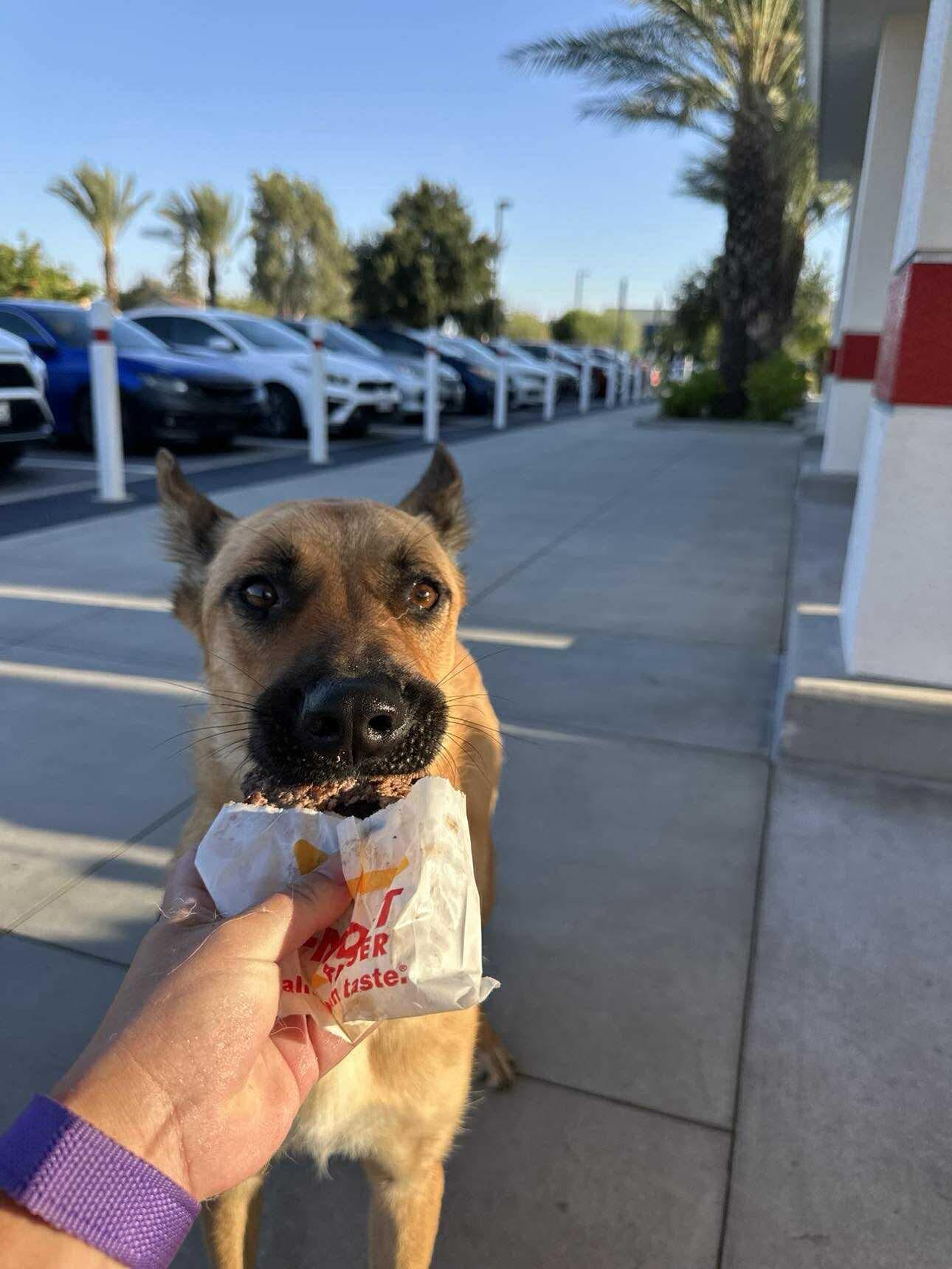 Scout, a Adoptable mixed breed in Cedar falls, IA image 6/6