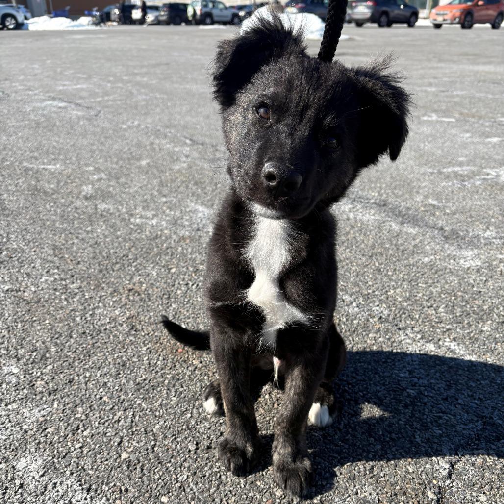 Toad, Adoptable, Puppy Male Mixed Breed.