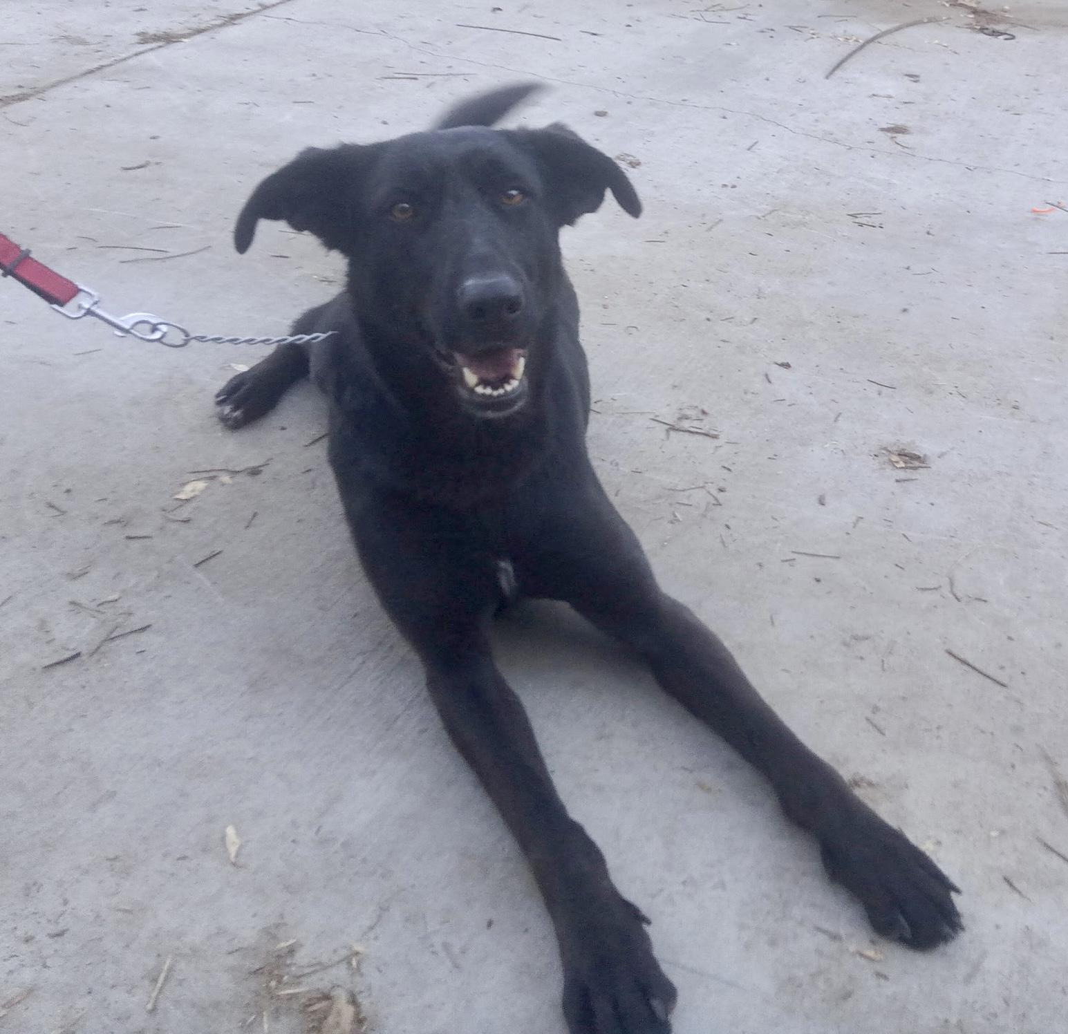 Enlarge BF aka Koda, a ADOPTABLE German Shepherd Dog in Frazier Park, CA image 2/2
