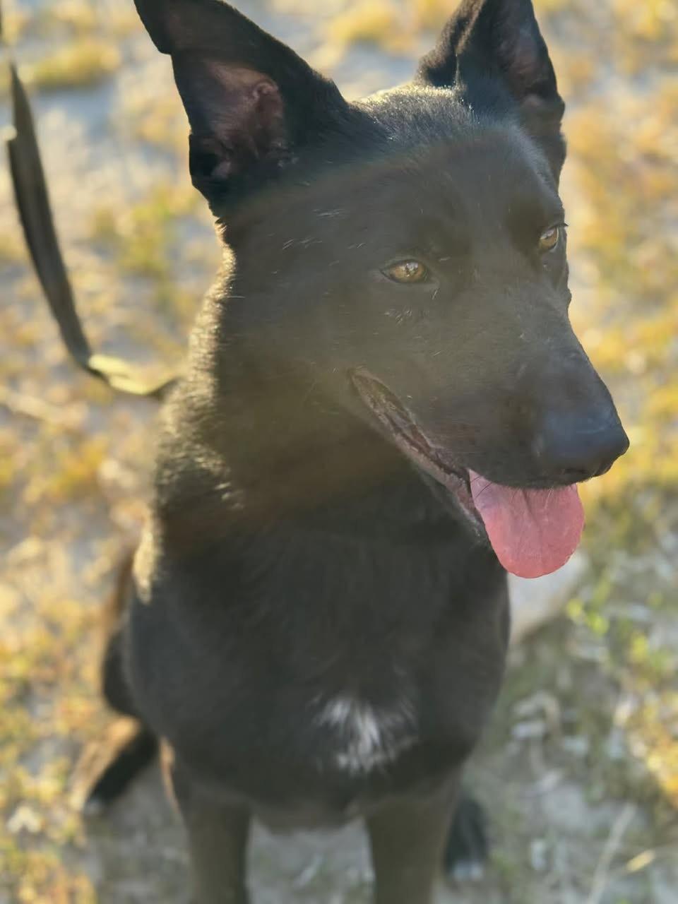 Koda, ADOPTABLE, Young Male German Shepherd Dog.