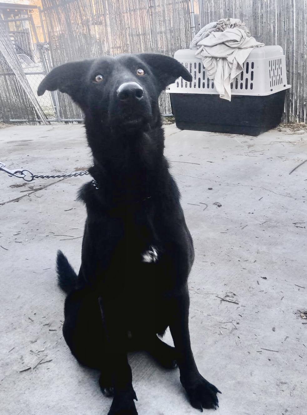 BF aka Koda, ADOPTABLE, Young Male German Shepherd Dog.