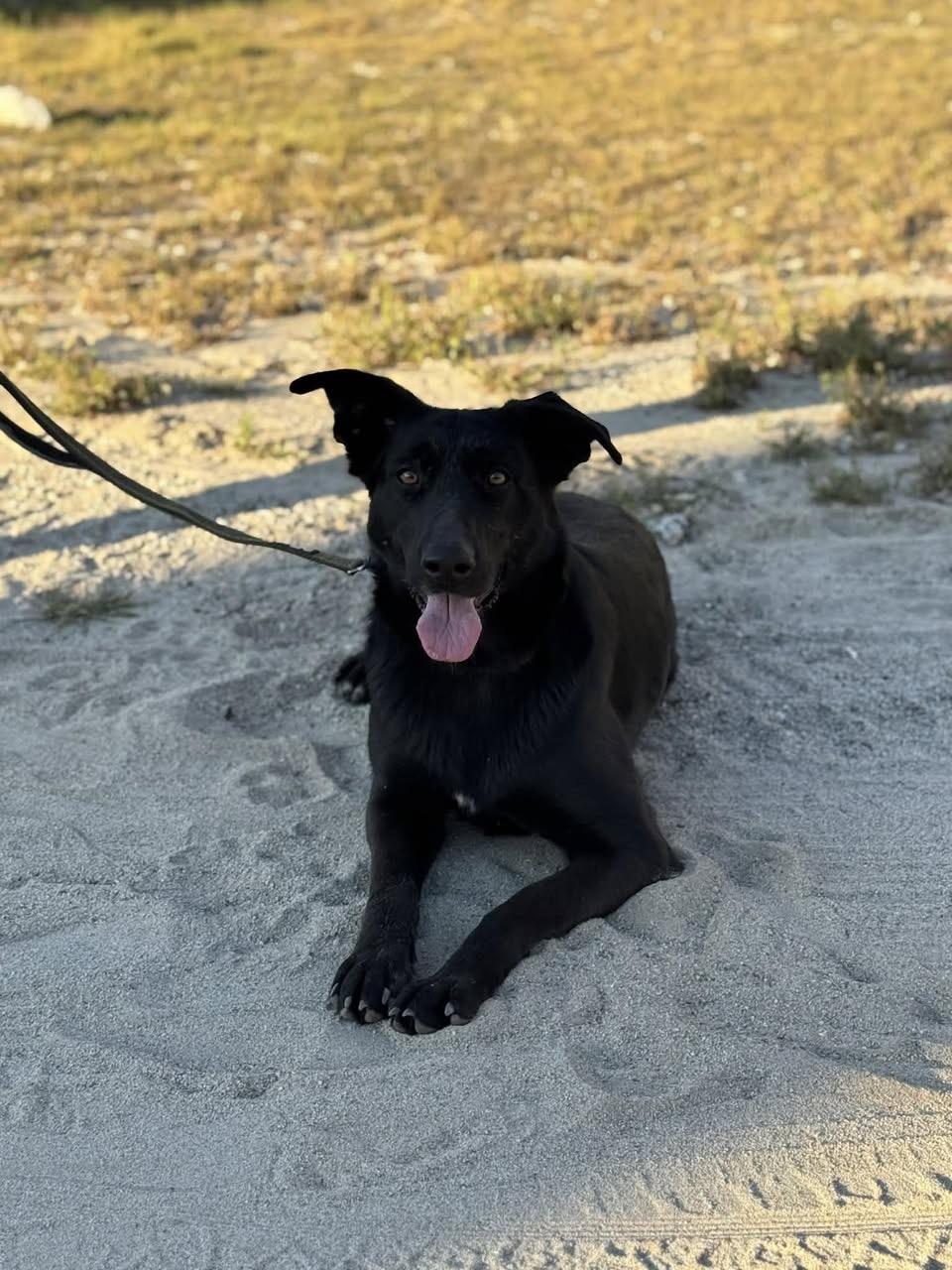 Enlarge Koda, a ADOPTABLE German Shepherd Dog in Frazier Park, CA image 2/3
