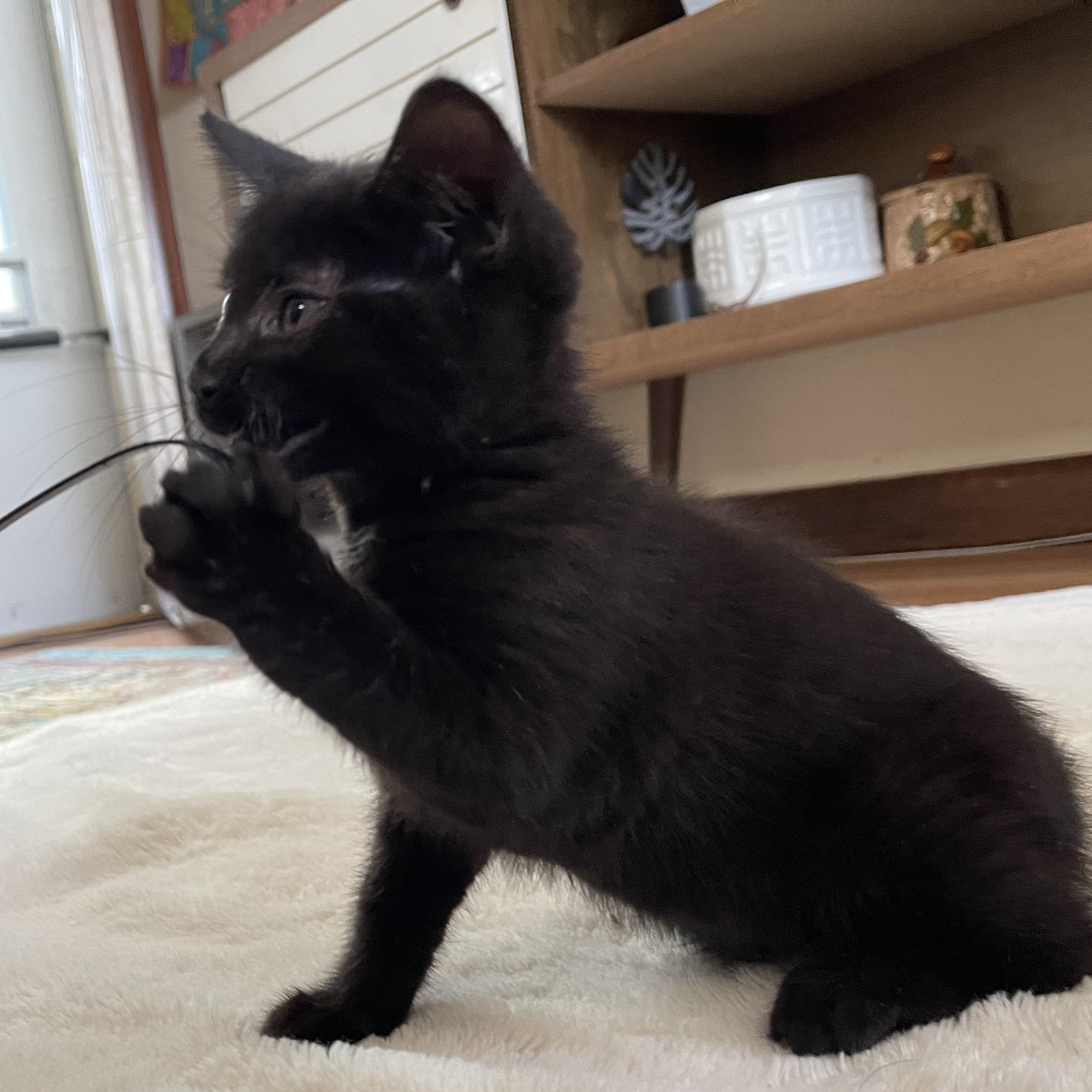 Cinder, a Adoptable mixed breed in Scranton, PA image 3/5