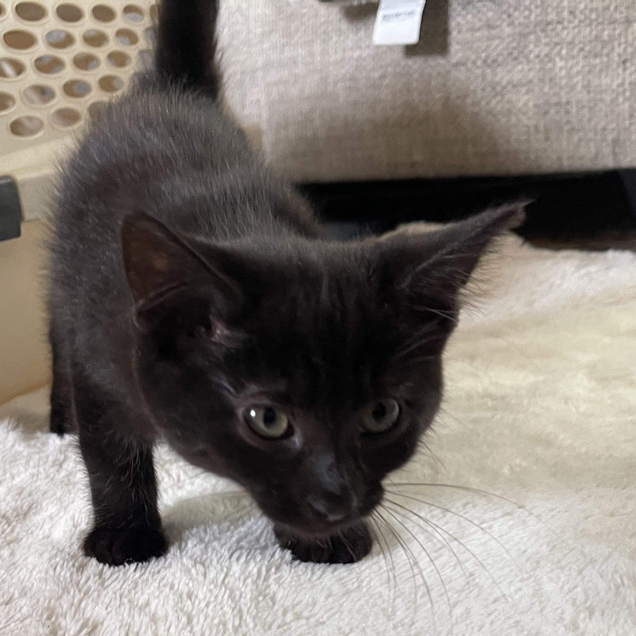 Cinder, a Adoptable mixed breed in Scranton, PA image 4/5