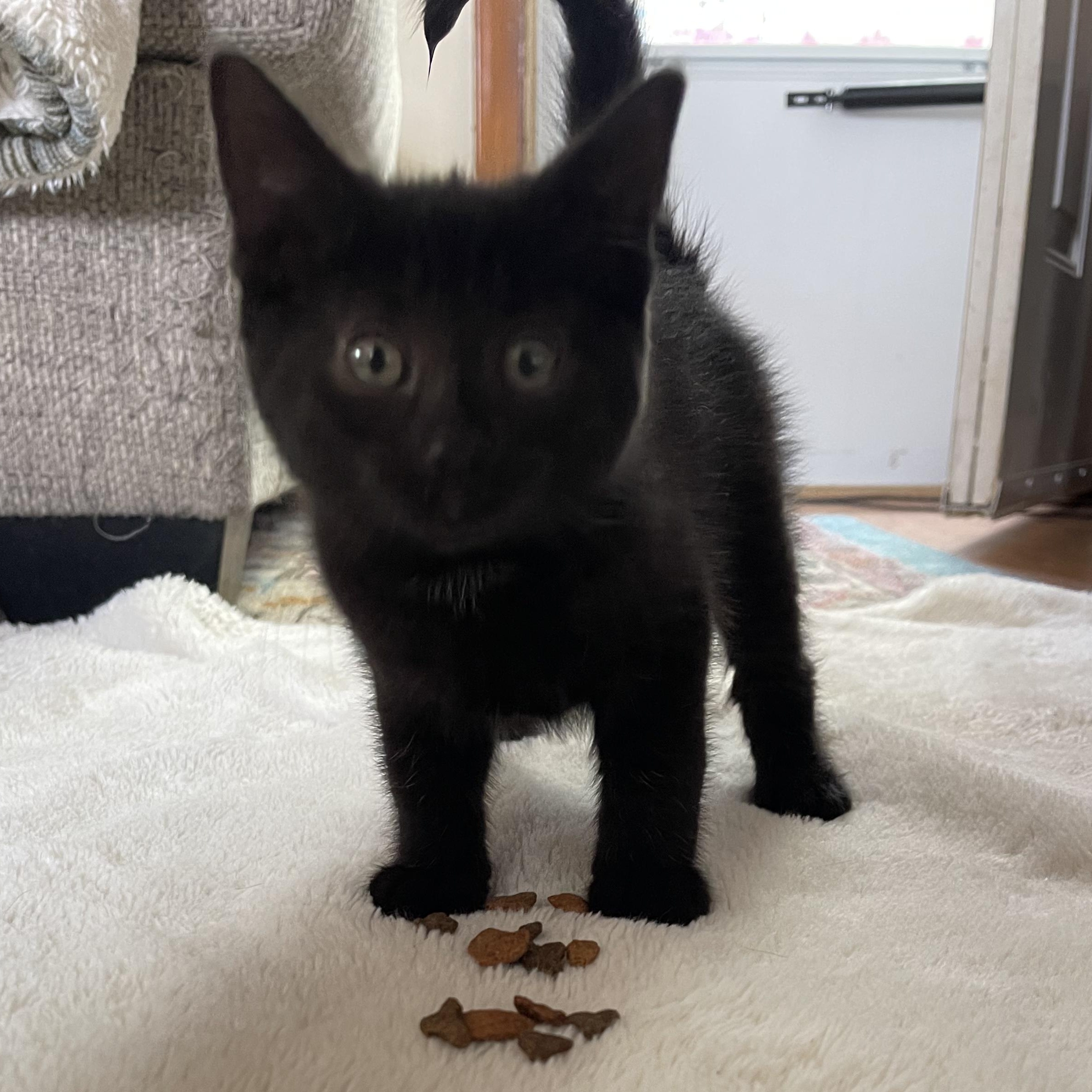 Cinder, Adoptable, Kitten Female Domestic Short Hair.