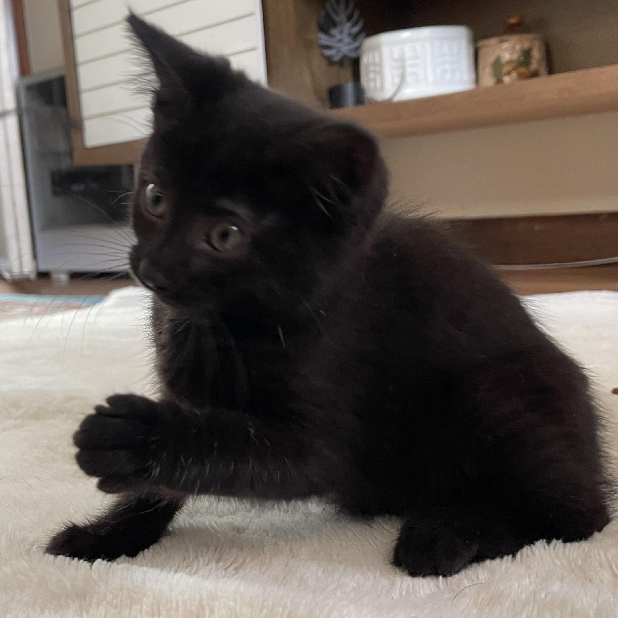 Cinder, a Adoptable mixed breed in Scranton, PA image 5/5