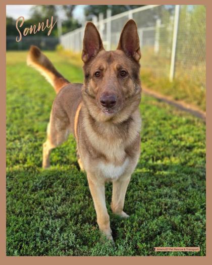 Sonny, Adoptable, Adult Male German Shepherd Dog & Mixed Breed.