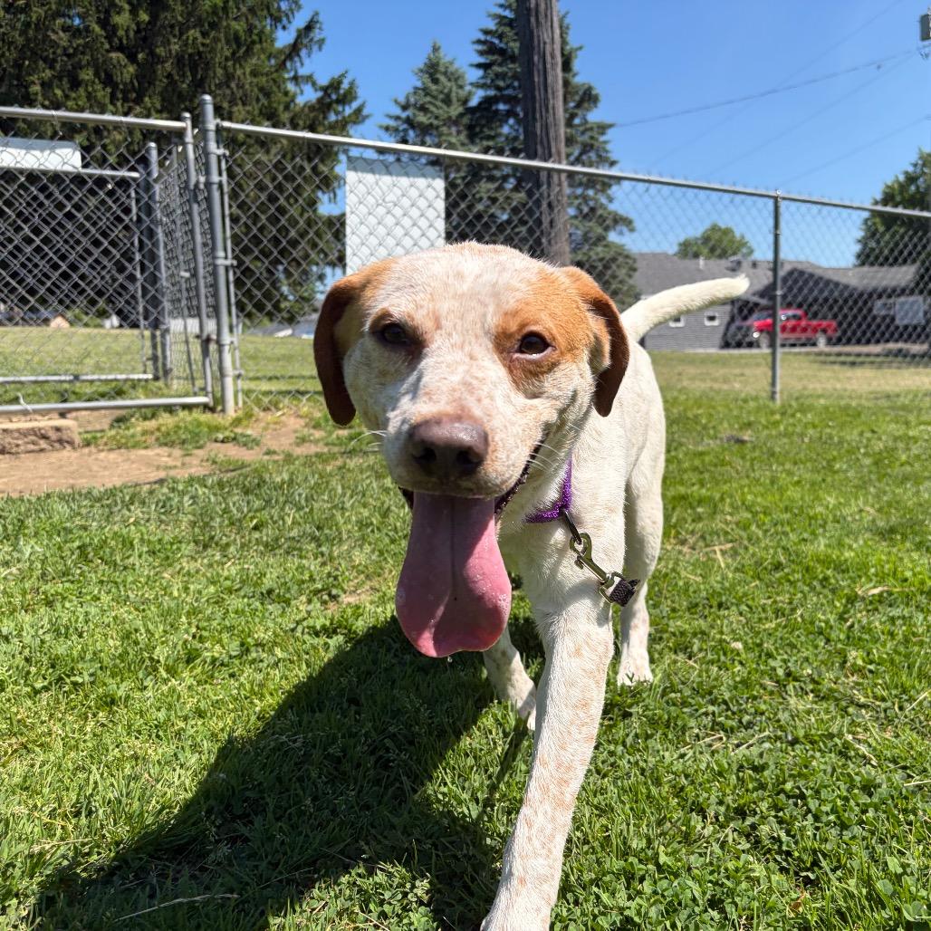 Houdini, a Adoptable mixed breed in Watertown, NY image 1/6