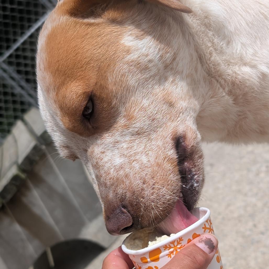 Houdini, a Adoptable mixed breed in Watertown, NY image 2/6
