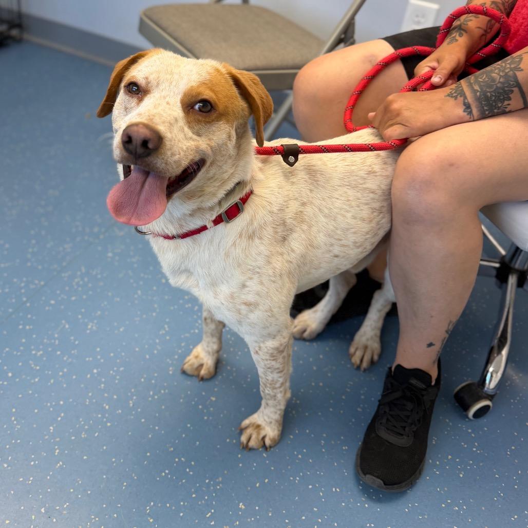 Houdini, a Adoptable mixed breed in Watertown, NY image 3/6