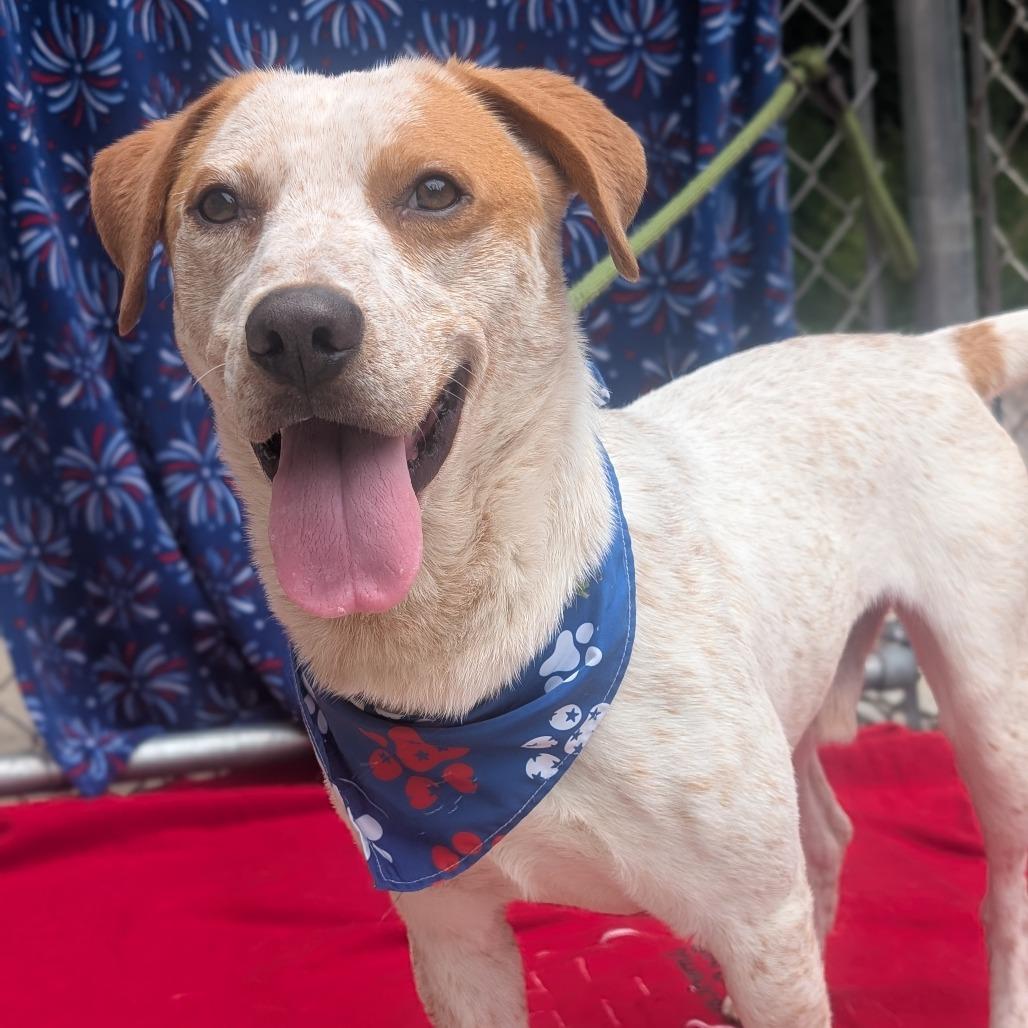 Houdini, a Adoptable mixed breed in Watertown, NY image 4/6