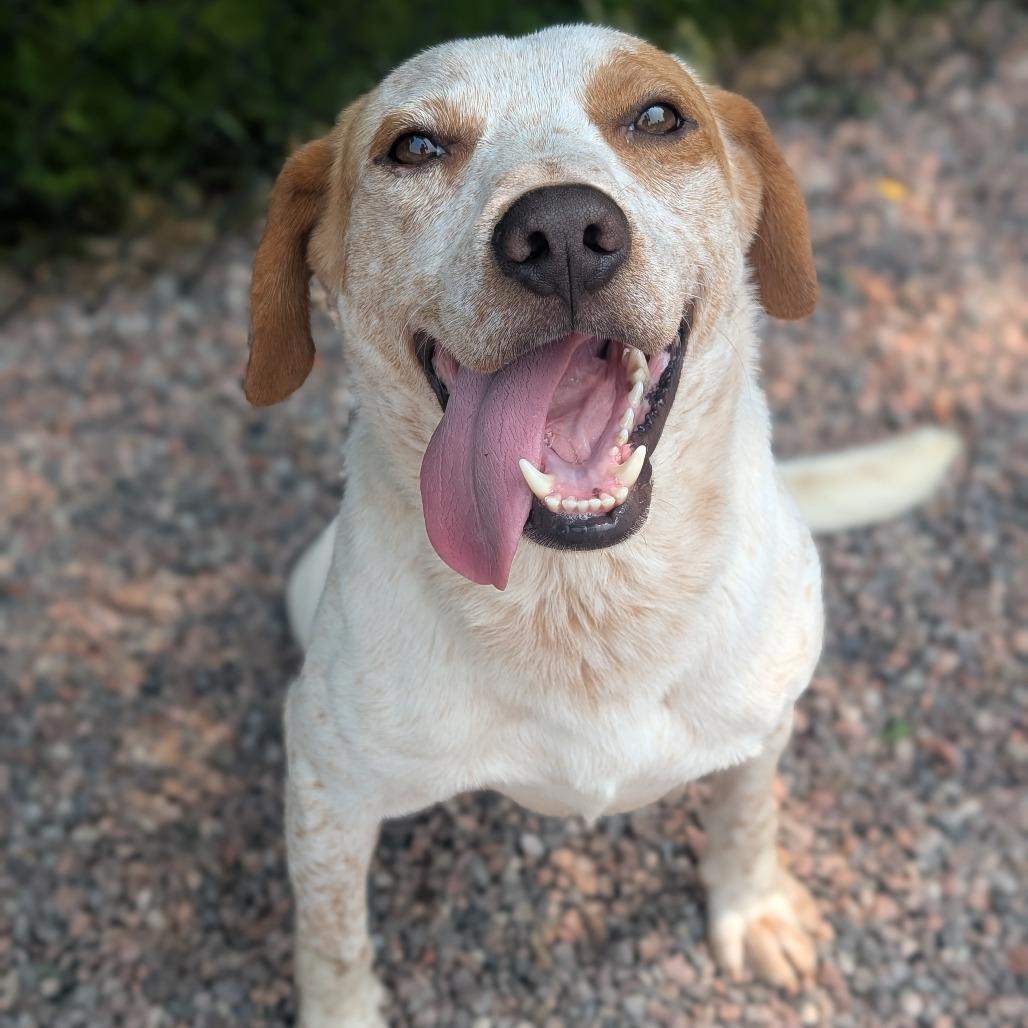 Enlarge Houdini, a Adoptable mixed breed in Watertown, NY image 4/6