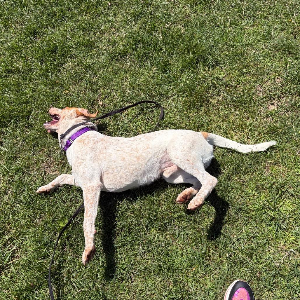 Houdini, a Adoptable mixed breed in Watertown, NY image 5/6