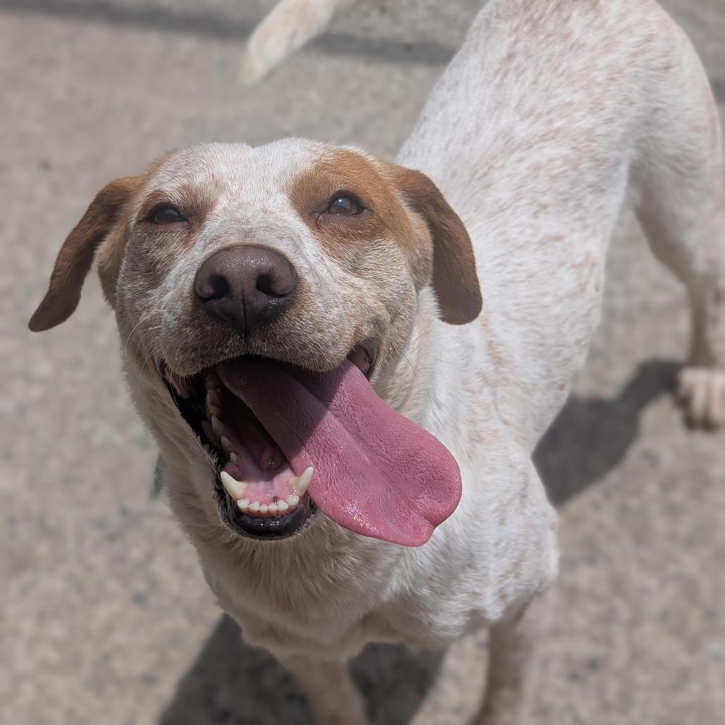 Houdini, a Adoptable mixed breed in Watertown, NY image 6/6
