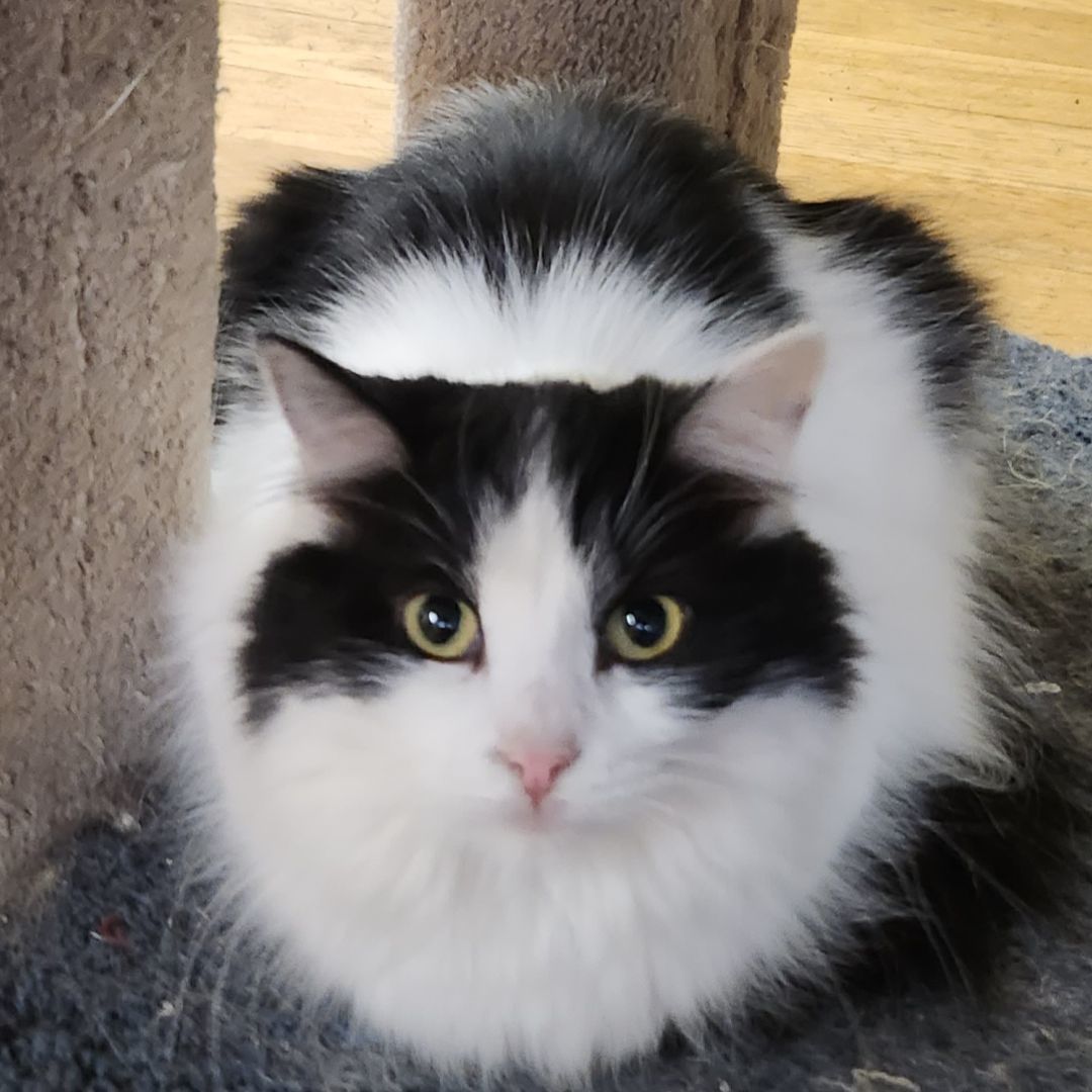 Shelly Domestic Medium Hair Cat