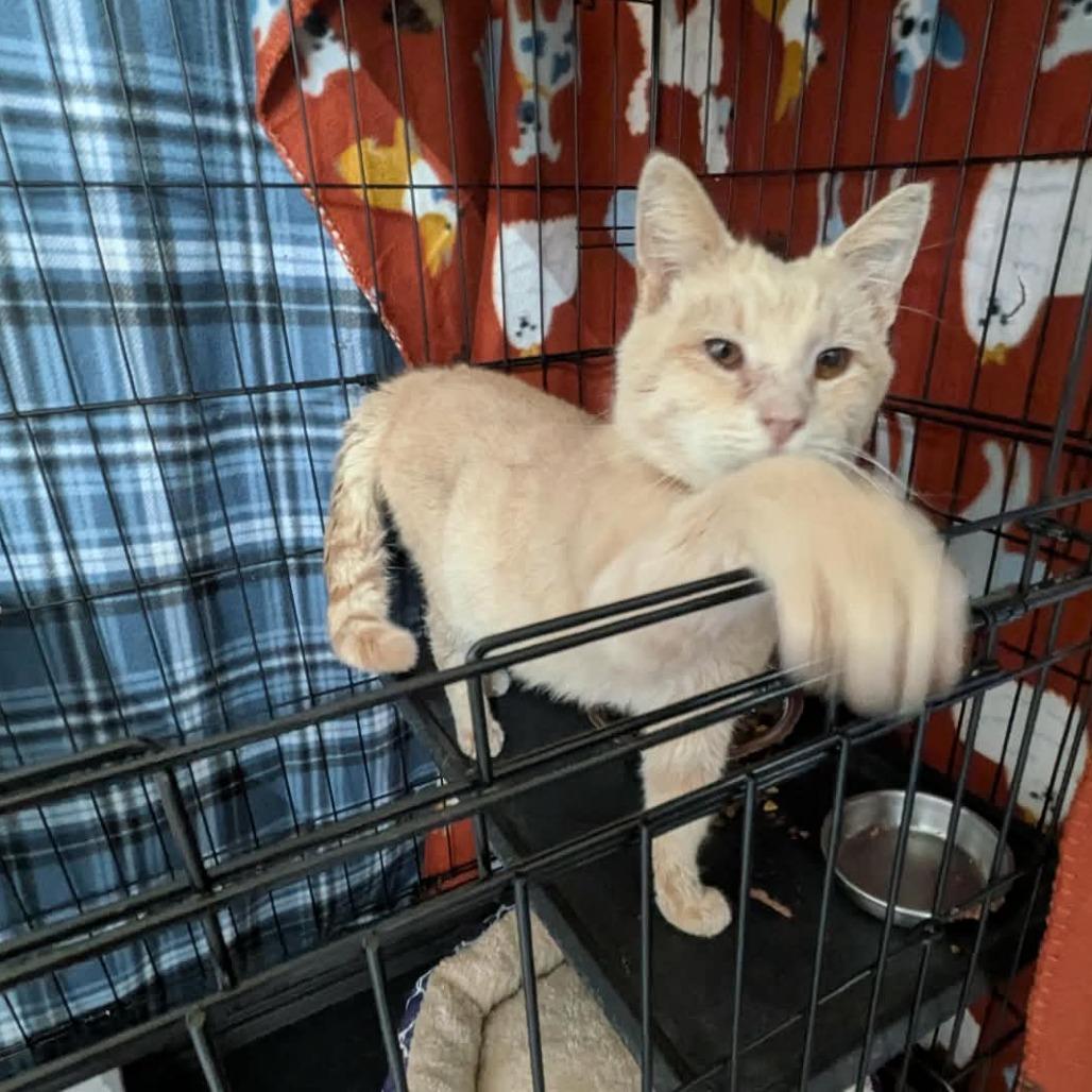 Chester, Adoptable, Adult Male Domestic Short Hair.