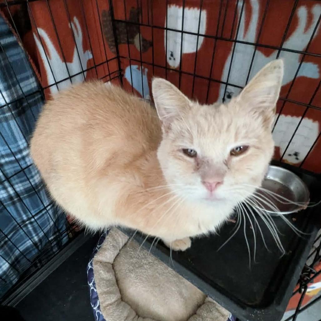 Enlarge Chester, a Adoptable Domestic Short Hair in Greenville, PA image 2/2