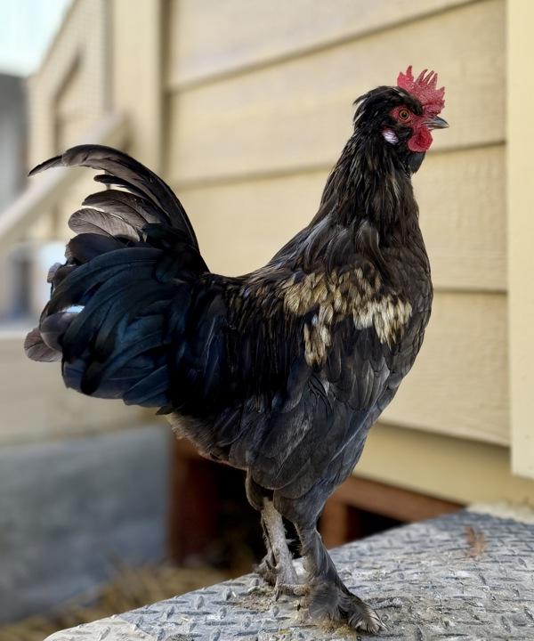Professor Plum, Adoptable, Young Male Chicken & Polish.