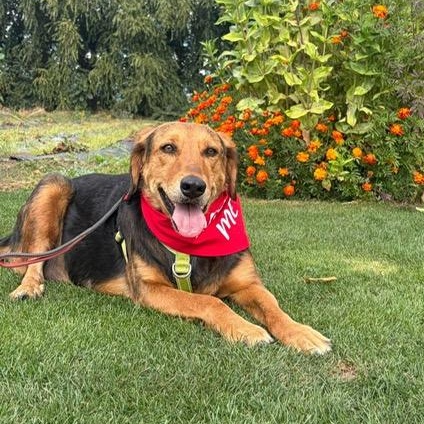Enlarge Bryson, a Adoptable mixed breed in Portland , OR image 5/6
