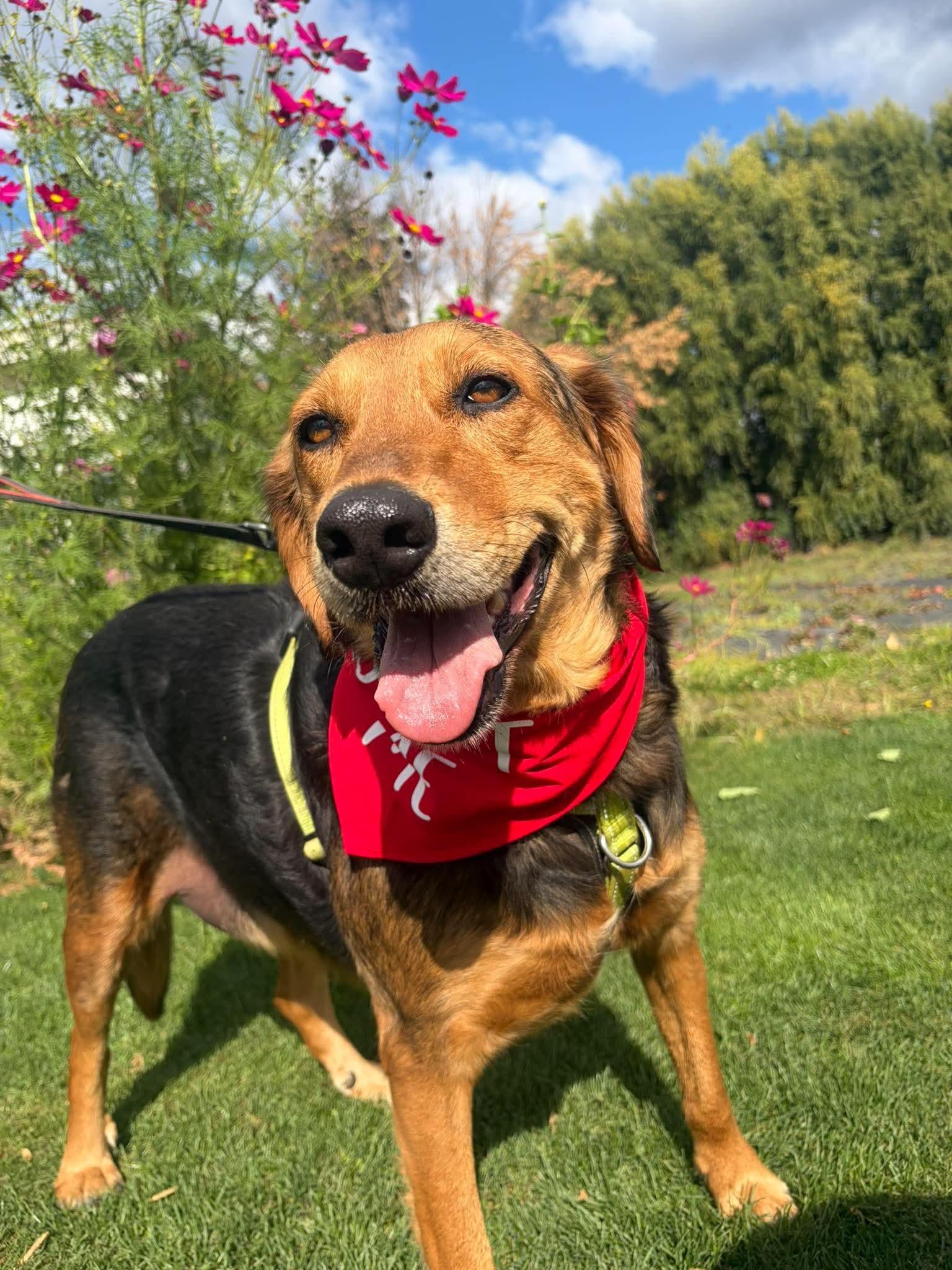 Enlarge Bryson, a Adoptable mixed breed in Portland , OR image 1/6