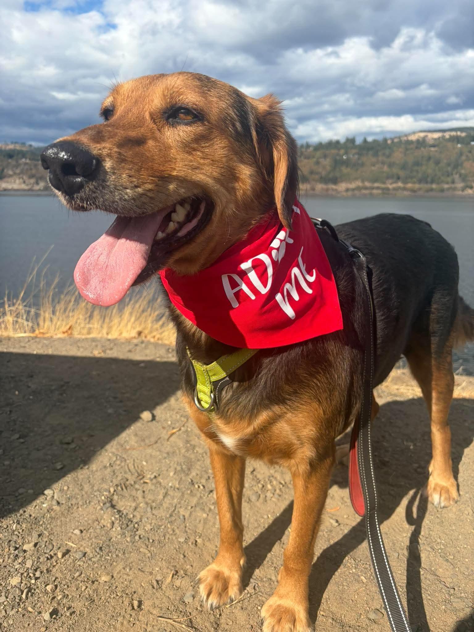 Enlarge Bryson, a Adoptable mixed breed in Portland , OR image 2/6