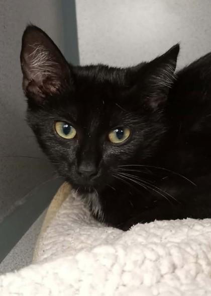 Enlarge Dot, a Adoptable mixed breed in Waupaca, WI image 1/1