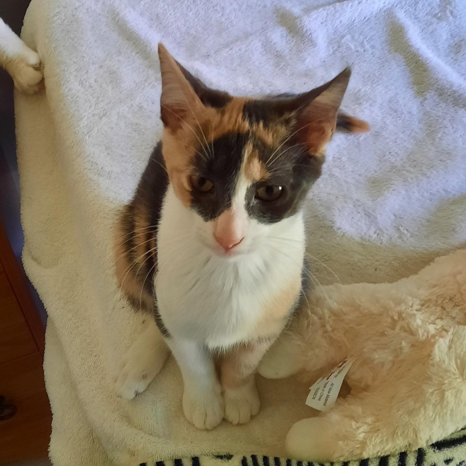 Patches, Adopted, Young Female Domestic Short Hair.
