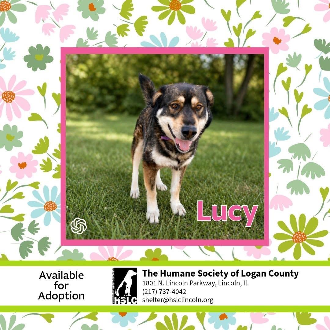 Enlarge Lucy, a ADOPTABLE mixed breed in Lincoln, IL image 1/1