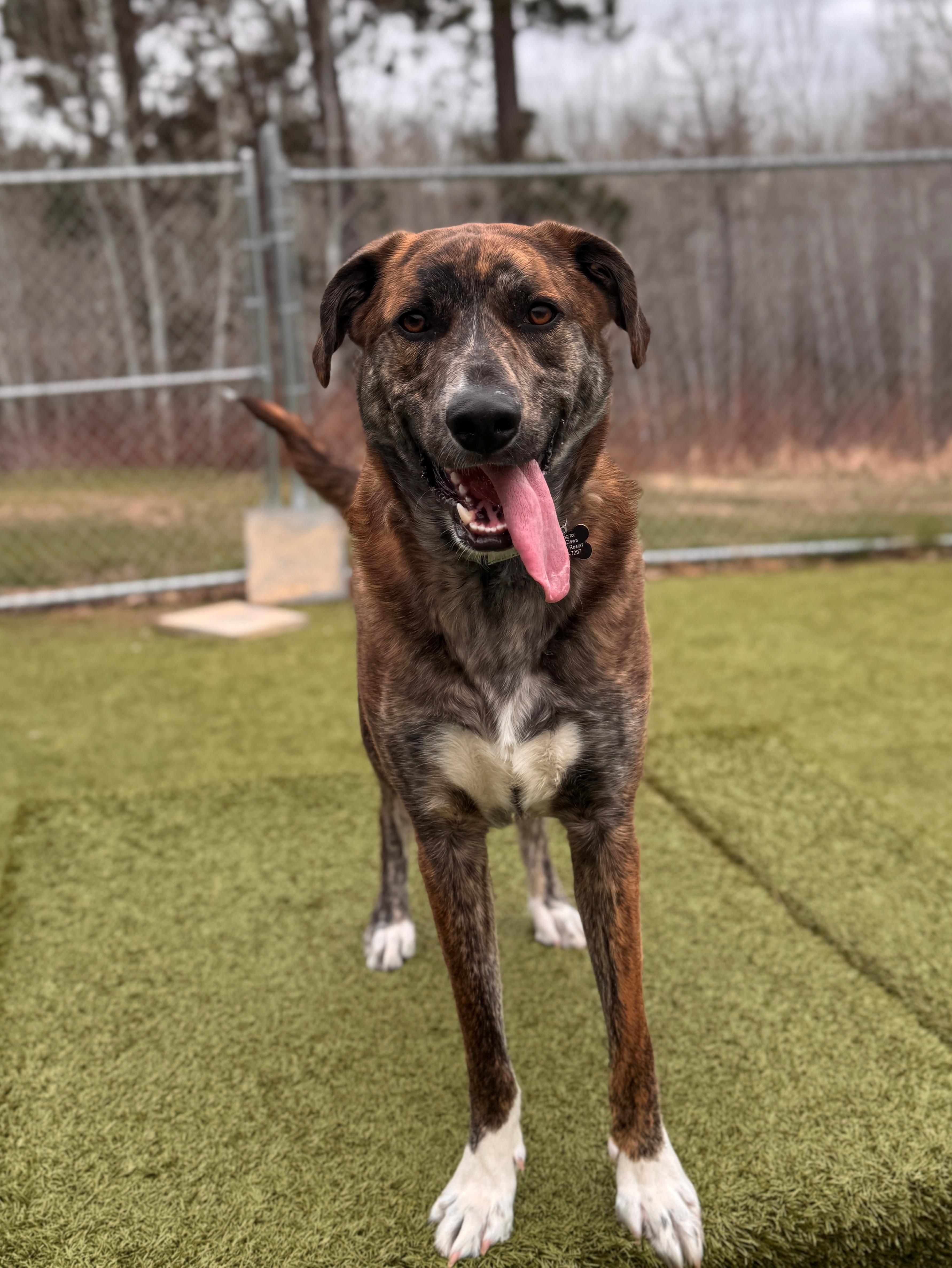 Enlarge Luka, a ADOPTABLE Shepherd in Hackensack, MN image 4/6