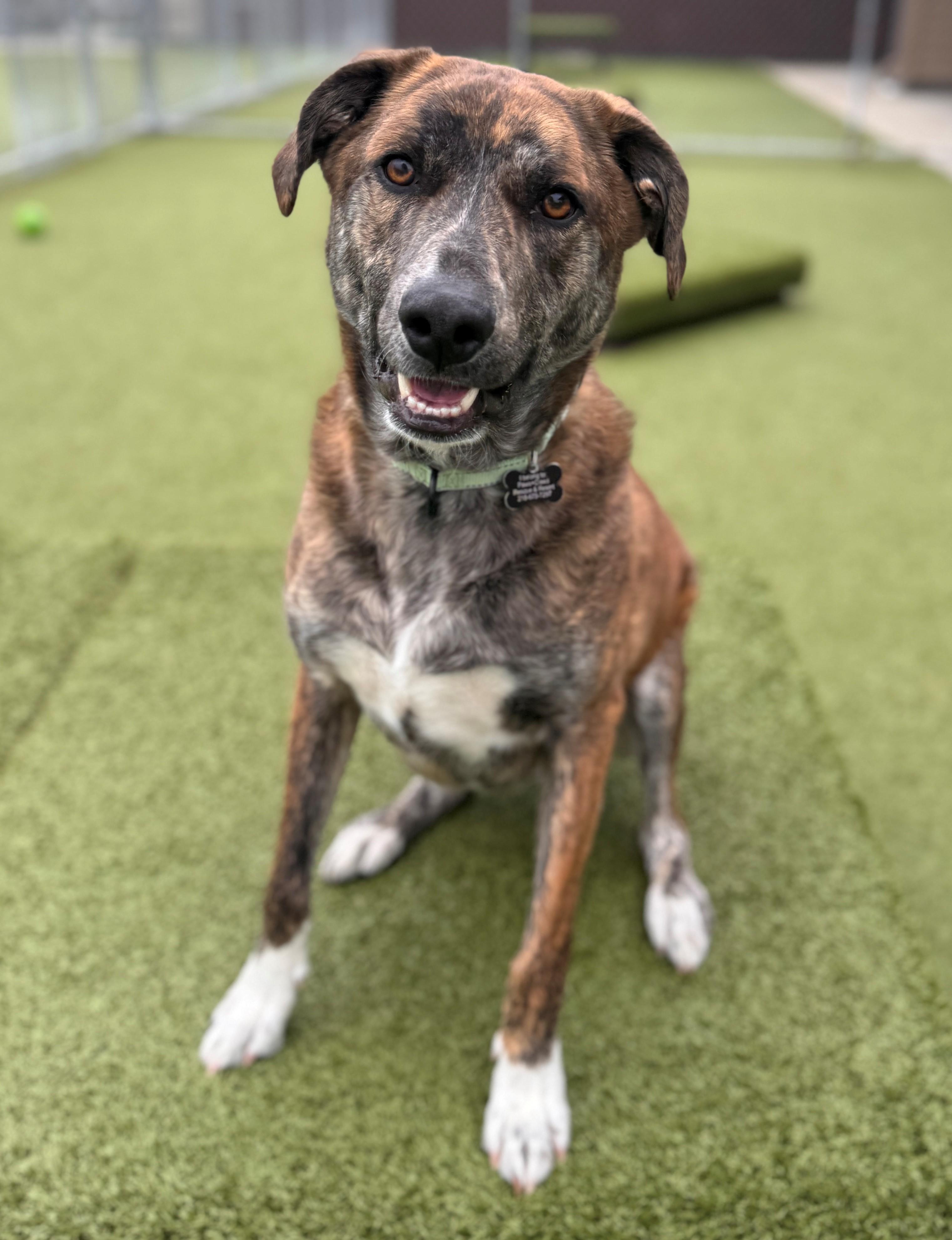 Enlarge Luka, a ADOPTABLE Shepherd in Hackensack, MN image 3/6