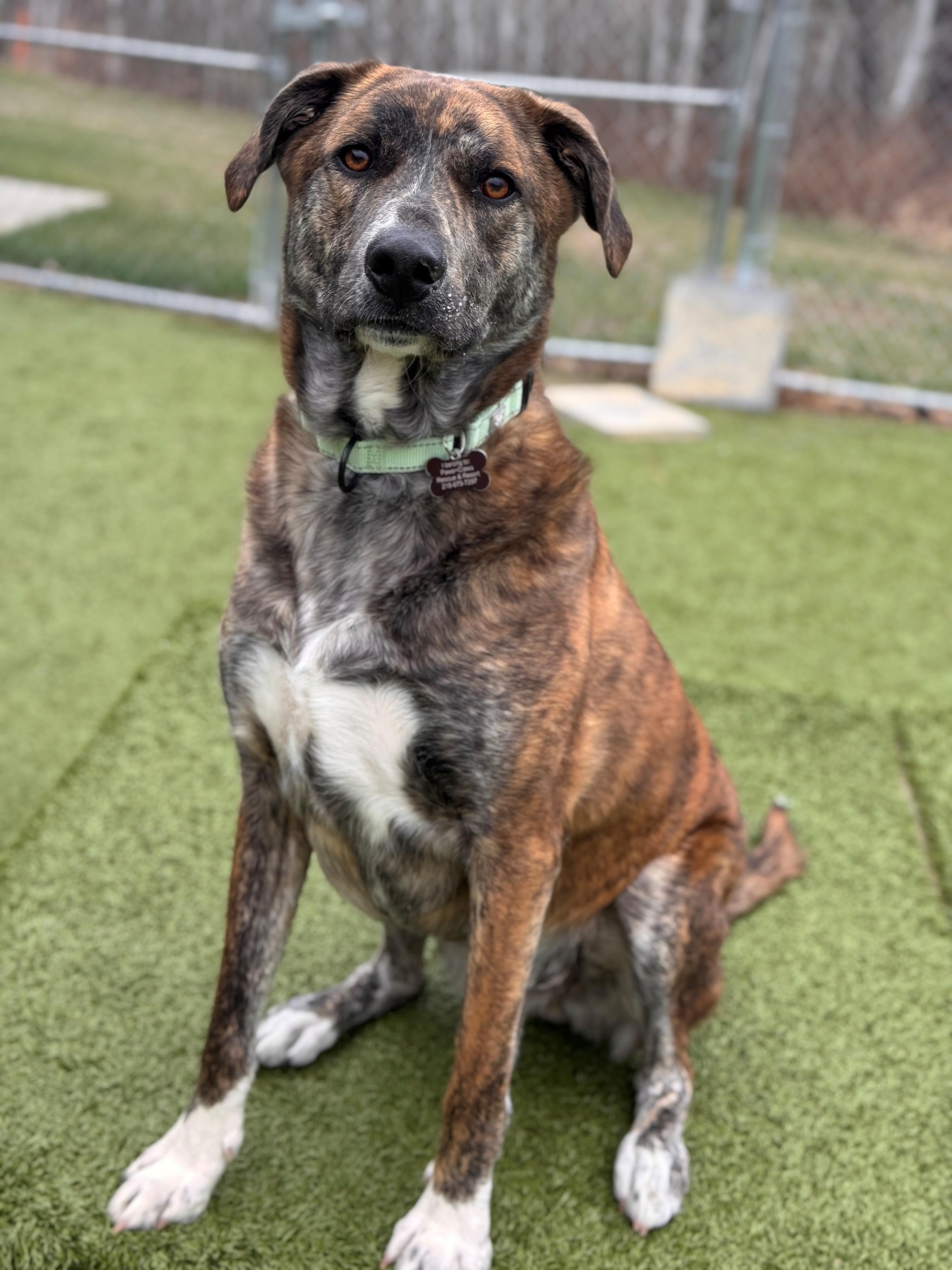 Enlarge Luka, a ADOPTABLE Shepherd in Hackensack, MN image 2/6