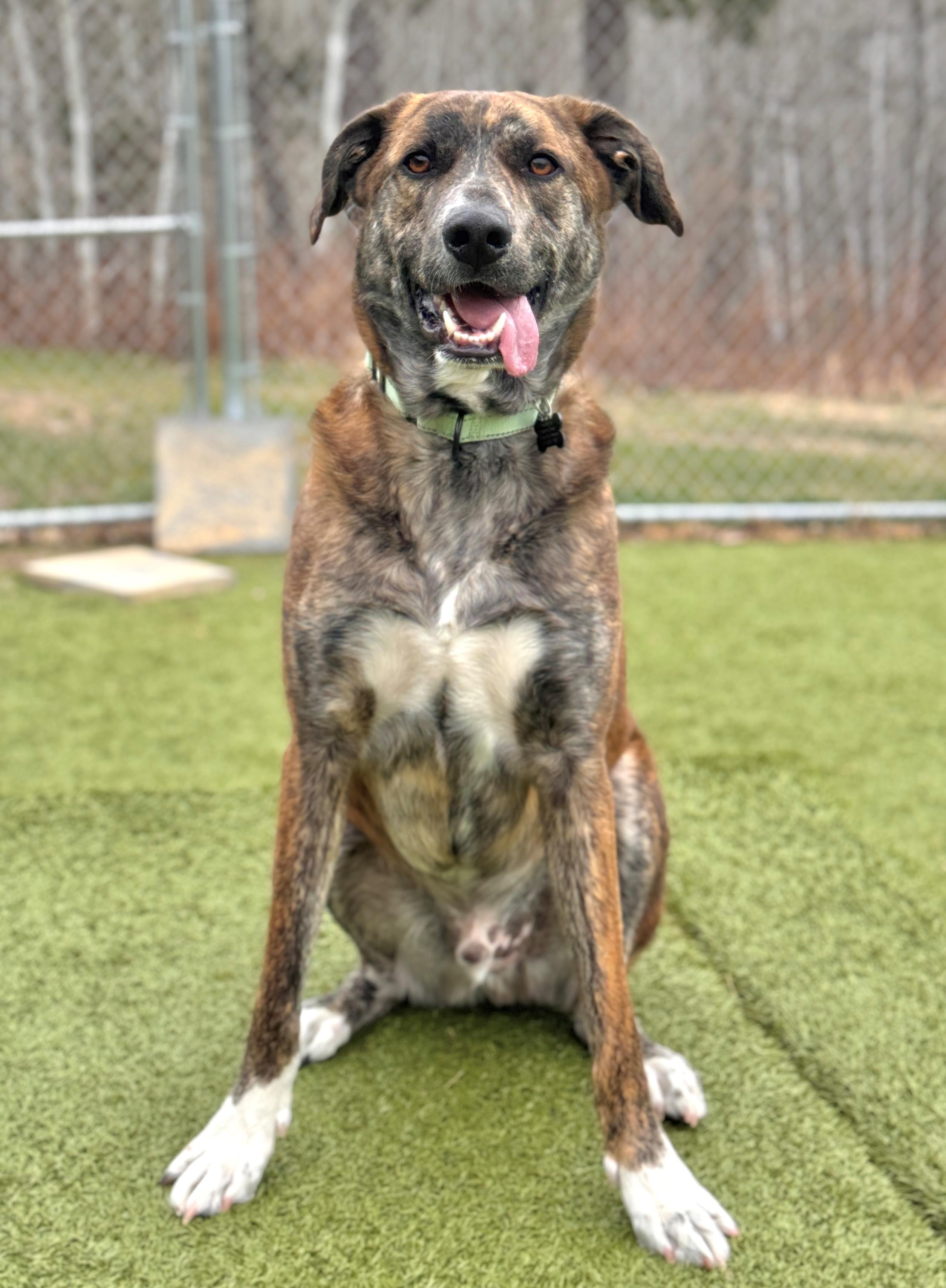 Enlarge Luka, a ADOPTABLE Shepherd in Hackensack, MN image 6/6