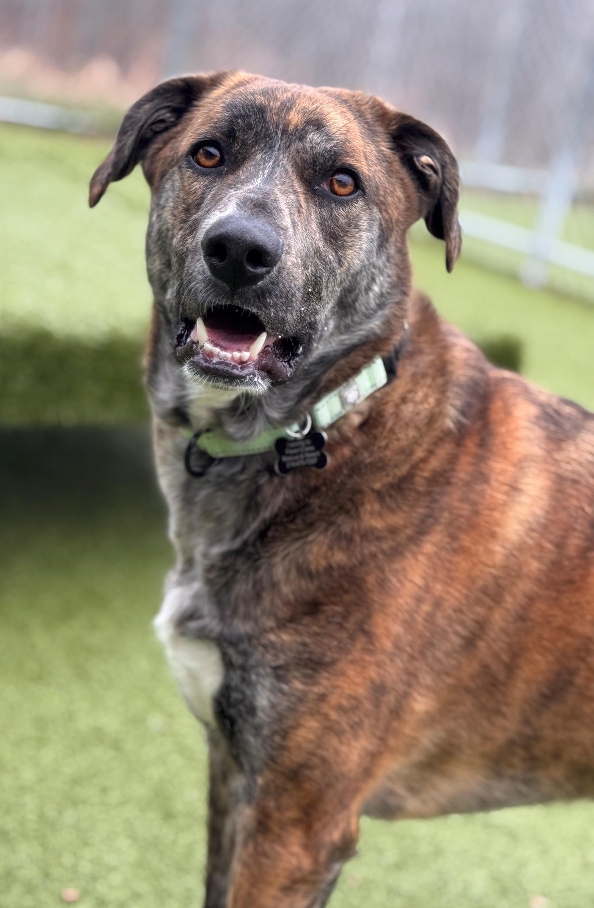 Luka, ADOPTABLE, Young Male Shepherd.