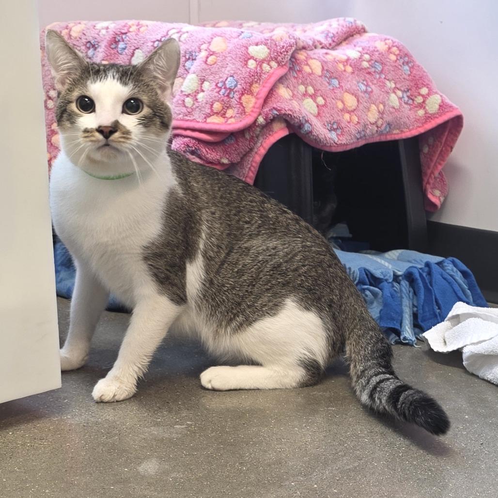 Sampson, Adoptable, Adult Male Domestic Short Hair.
