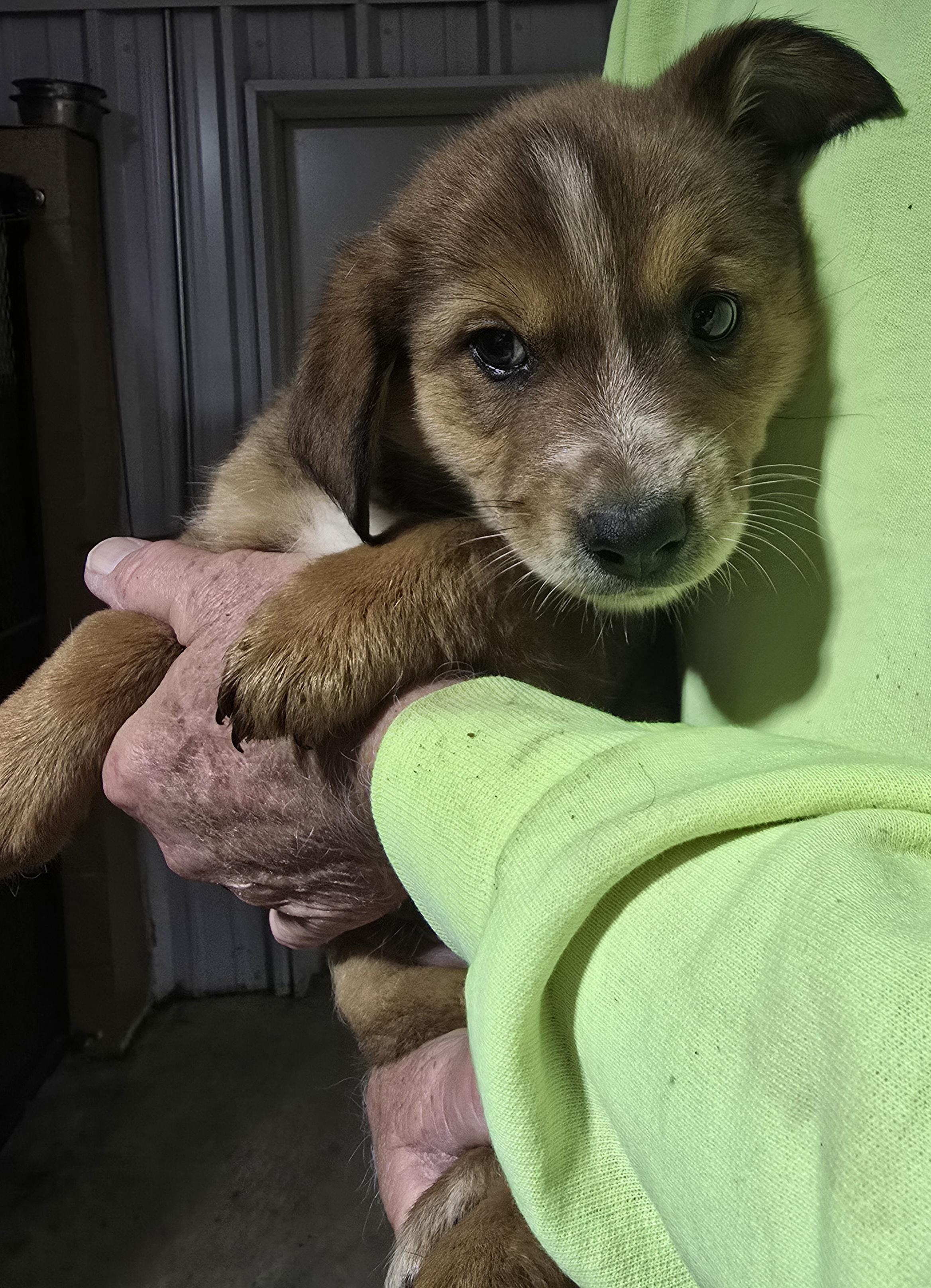 Enlarge Avery, a Adopted Mixed Breed in McCrory, AR image 1/2