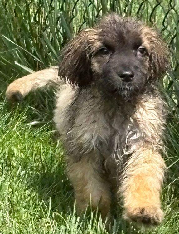 Finn, an adoptable Leonberger in Larkspur, CO, 80118 | Photo Image 1