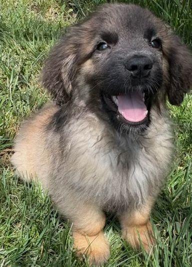 Finn, an adoptable Leonberger in Larkspur, CO, 80118 | Photo Image 5
