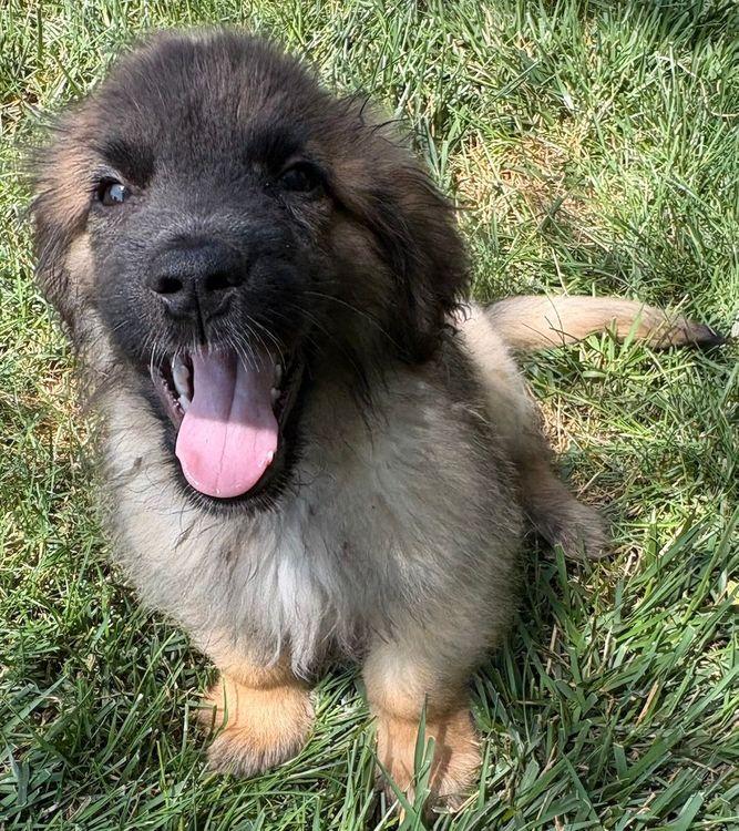 Finn, an adoptable Leonberger in Larkspur, CO, 80118 | Photo Image 6