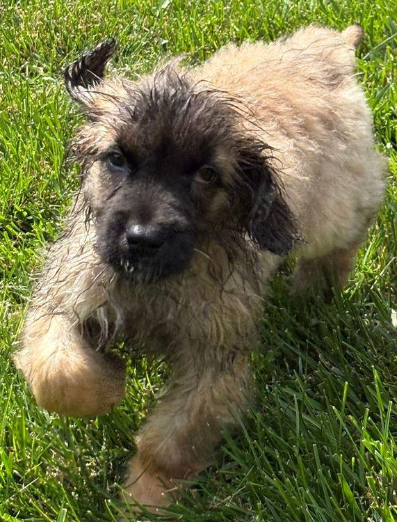 Finn, an adoptable Leonberger in Larkspur, CO, 80118 | Photo Image 4