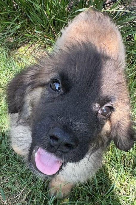 Finn, an adoptable Leonberger in Larkspur, CO, 80118 | Photo Image 2