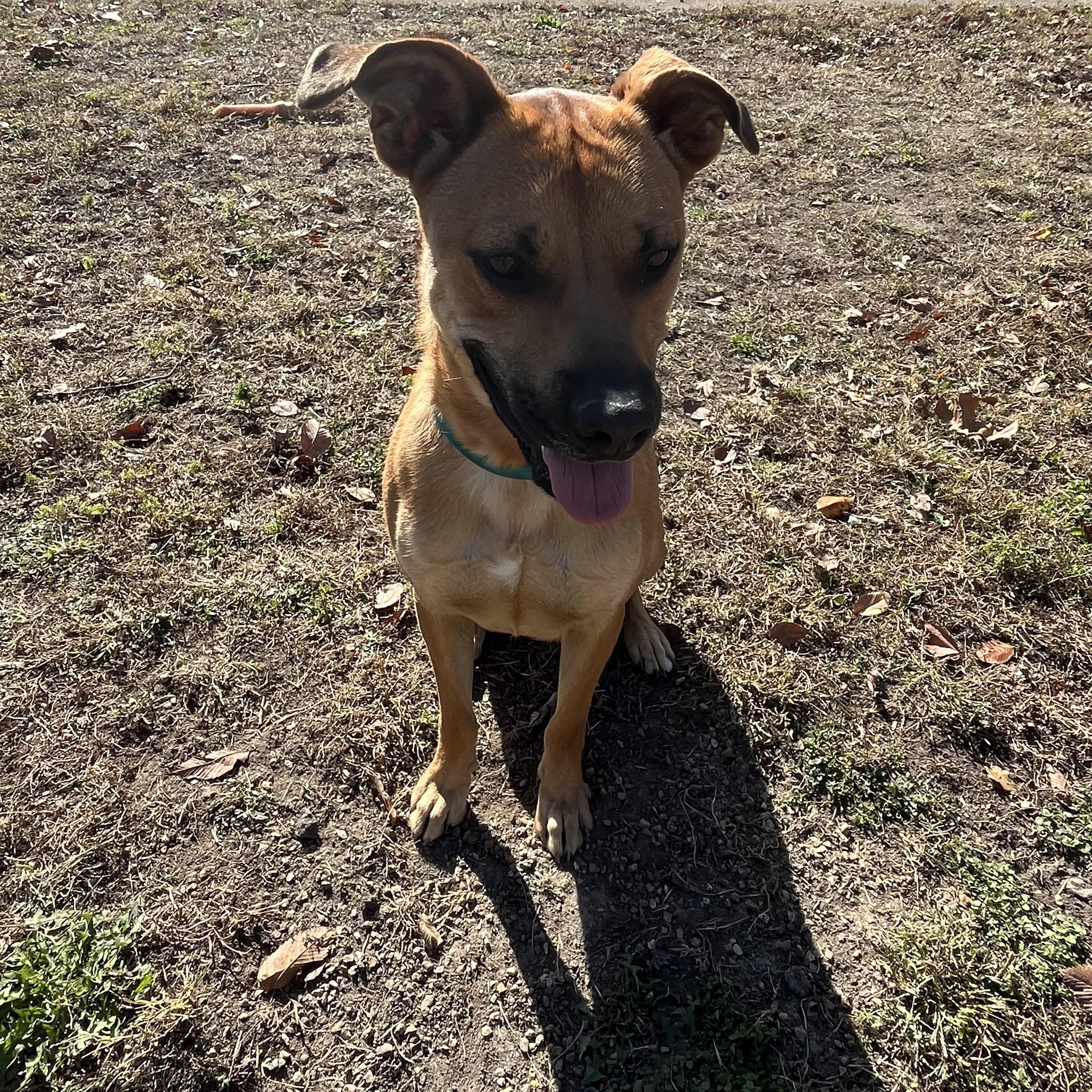 Enlarge Tucker, an adopted mixed breed in Farmington, MO image 5/5