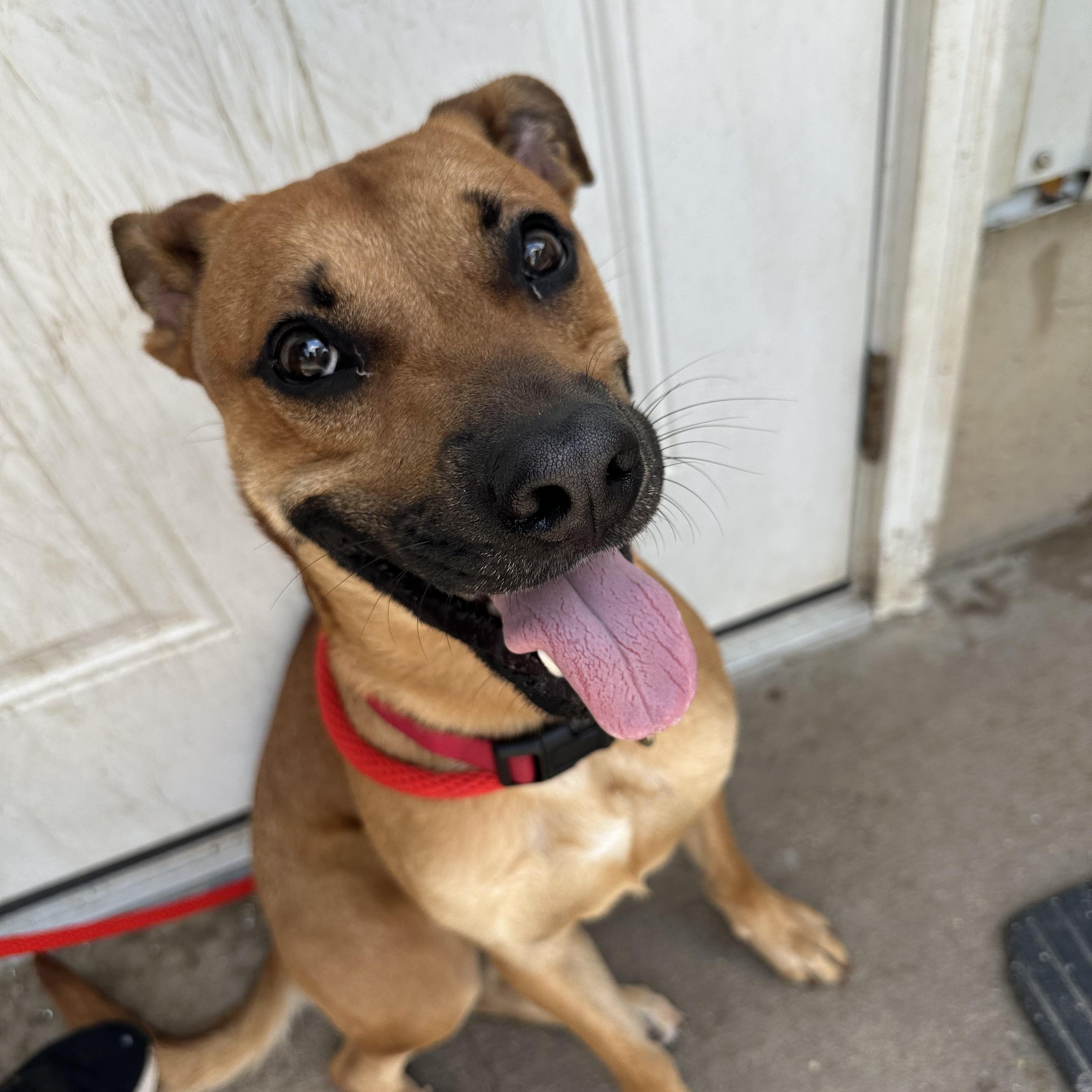 Enlarge Tucker, an adopted mixed breed in Farmington, MO image 3/5