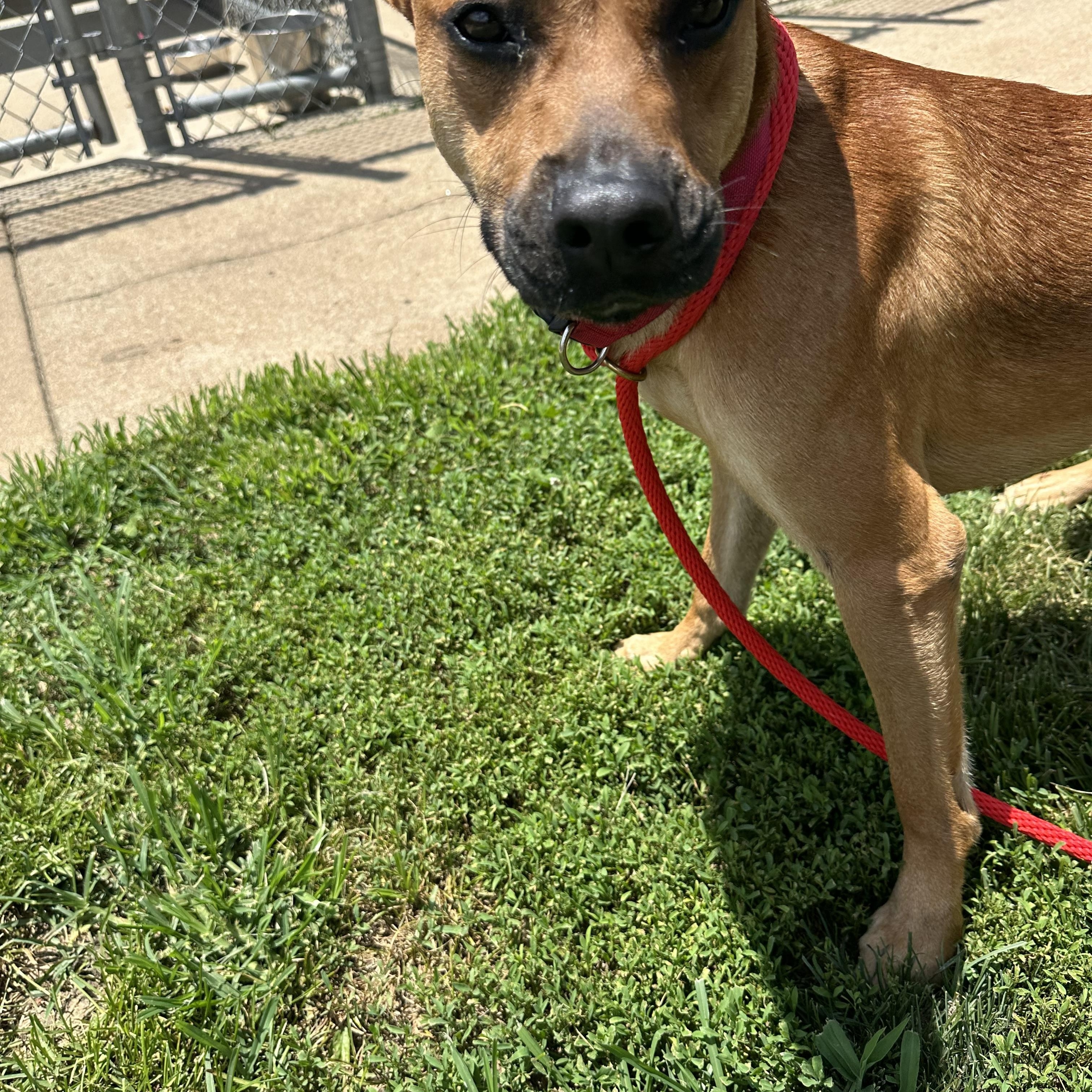 Enlarge Tucker, an adopted mixed breed in Farmington, MO image 4/5