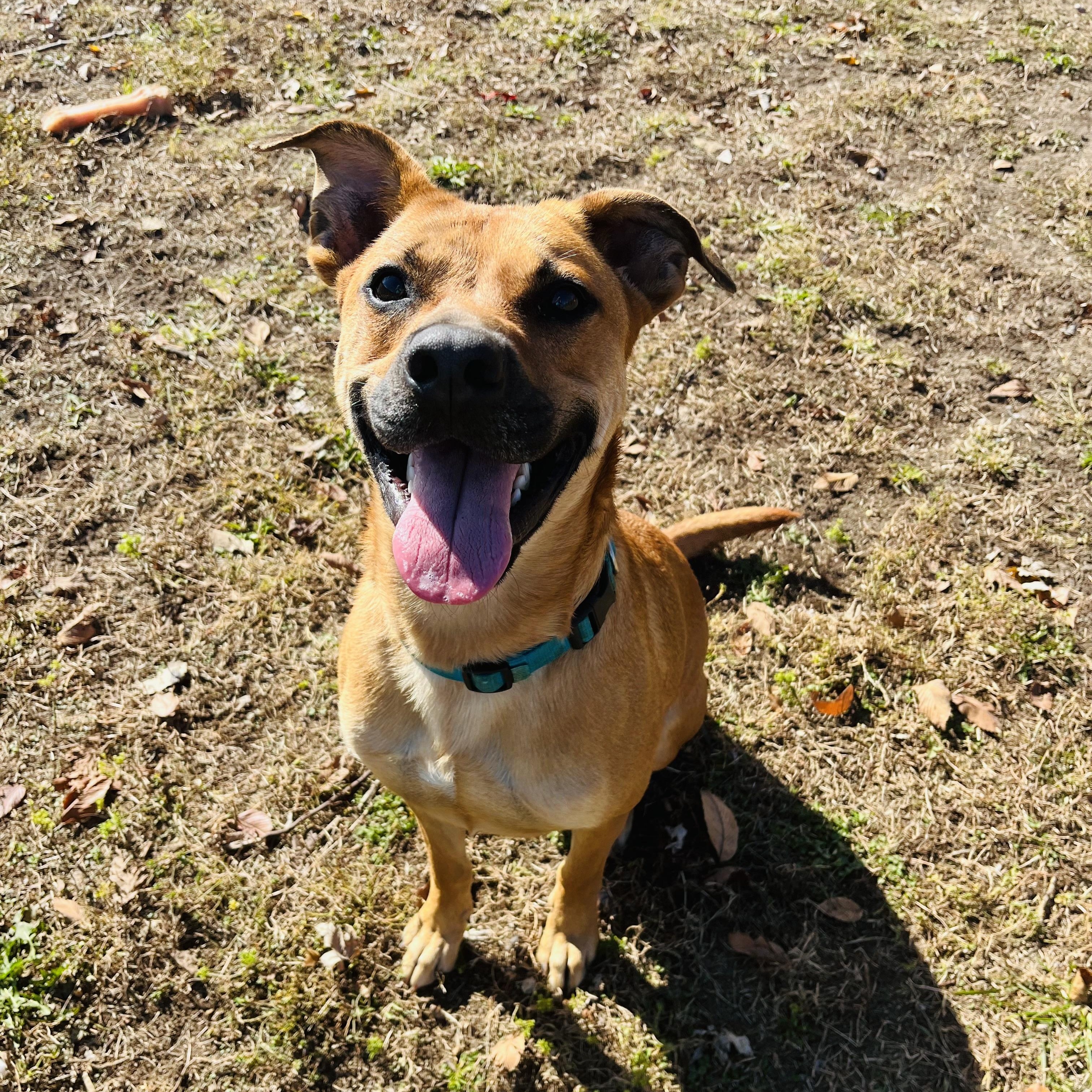 Enlarge Tucker, an adopted mixed breed in Farmington, MO image 1/5