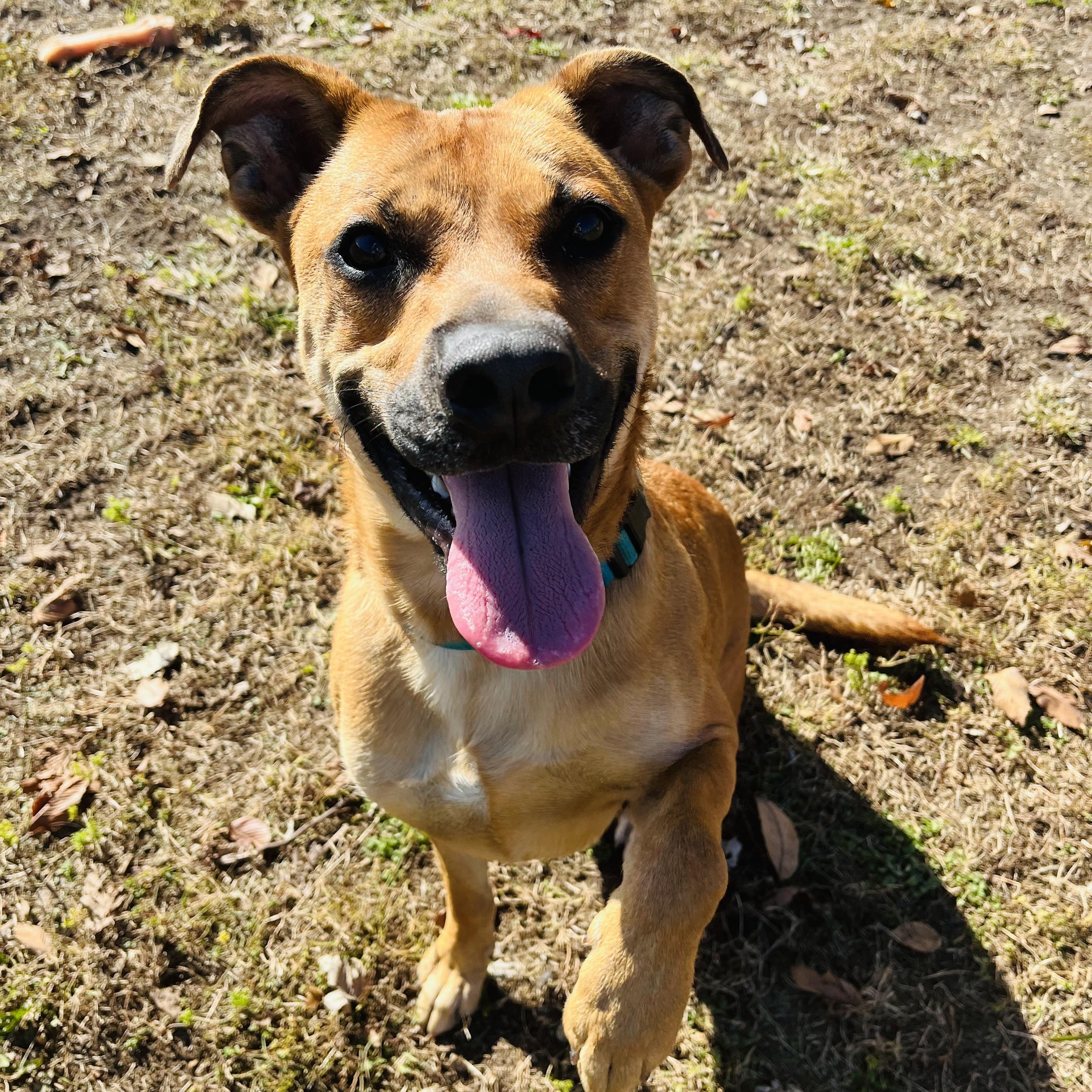 Enlarge Tucker, an adopted mixed breed in Farmington, MO image 2/5
