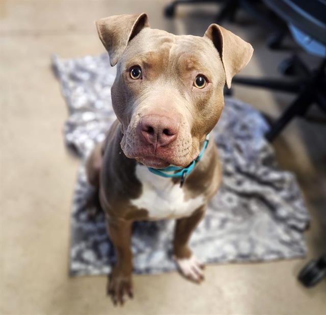 CONFETTI, Adoptable, Adult Male Pit Bull Terrier & Mixed Breed.