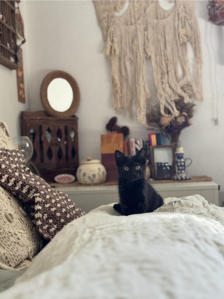 Basket, Adoptable, Kitten Female Domestic Short Hair.