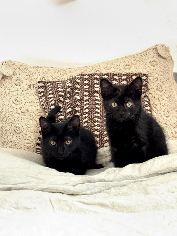 Basket, a Adoptable Domestic Short Hair in Tucson, AZ image 3/3