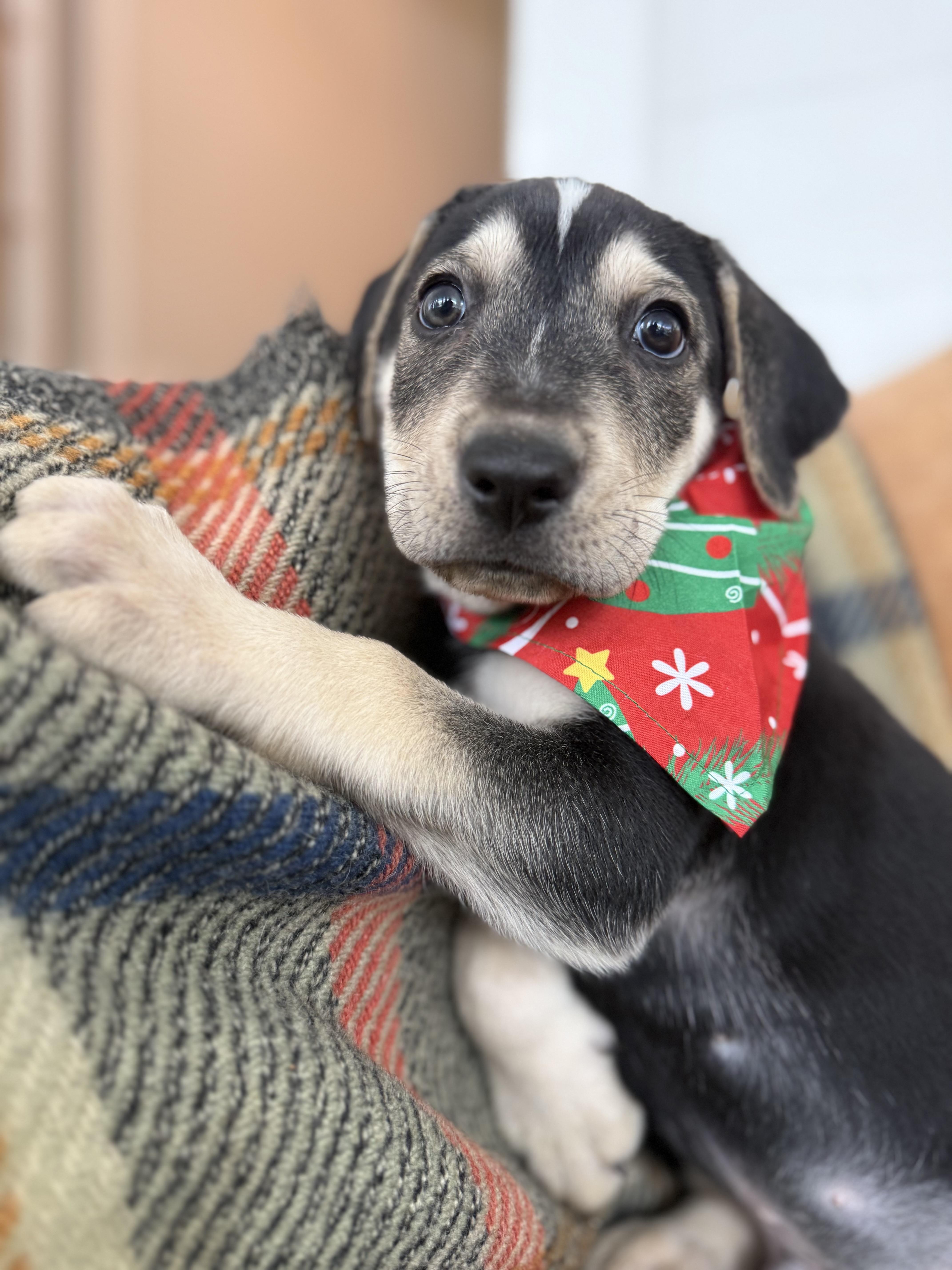 Enlarge Comfort , a ADOPTABLE mixed breed in Mendham, NJ image 1/1