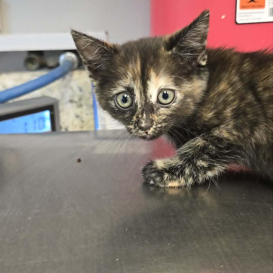Enlarge Aurora, an adopted Domestic Short Hair in Orange, VA image 1/1